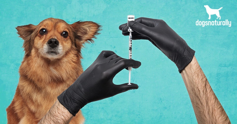 Kennel Cough, Dog Flu Season and the Bordetella Shot
