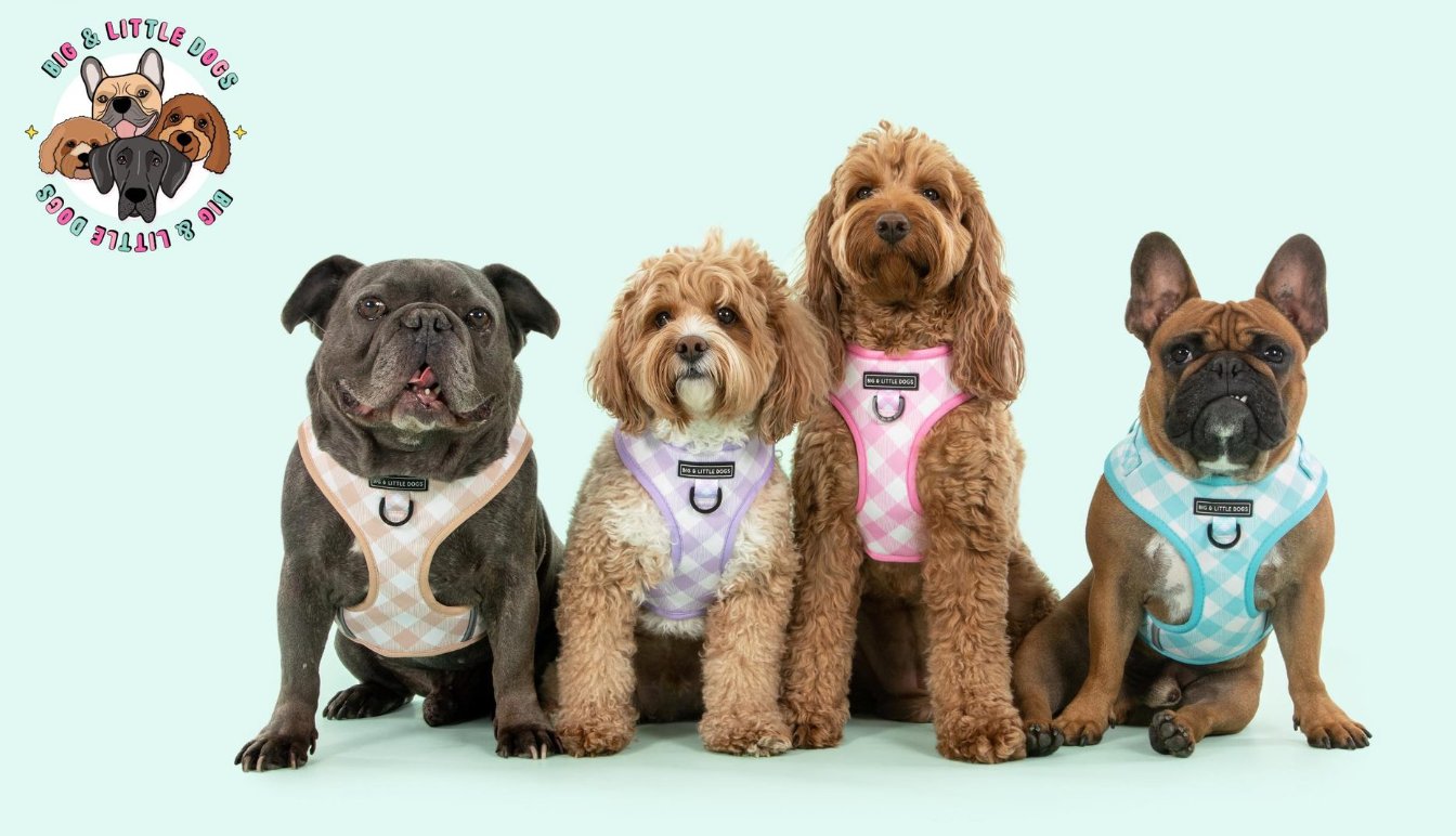 Dog Collars and Leashes Sleep Rover