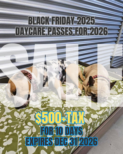 Black Friday 2025 - Daycare Passes for 2026